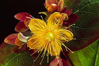 怪猎共斗游戏《狂野之心S》发布最终PV！今日正式登陆NS2！